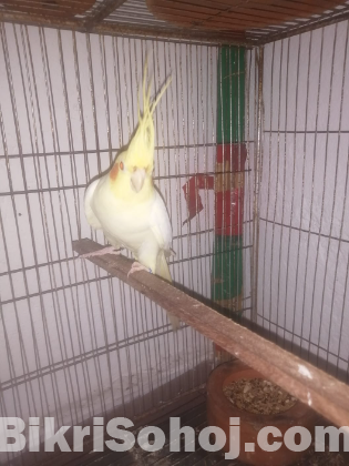 ককটেল মেল পাখি বিক্রয় হবে